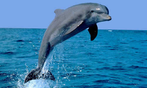 delfin portada